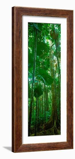 Fan Palm Trees in a Forest, Daintree National Park, Queensland, Australia-null-Framed Photographic Print