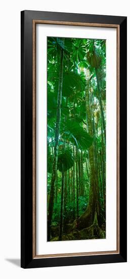 Fan Palm Trees in a Forest, Daintree National Park, Queensland, Australia-null-Framed Photographic Print