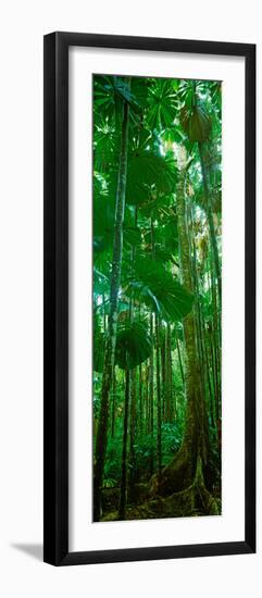 Fan Palm Trees in a Forest, Daintree National Park, Queensland, Australia-null-Framed Photographic Print