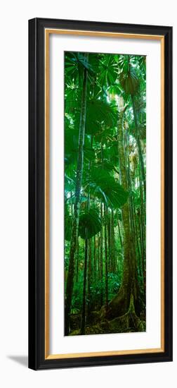 Fan Palm Trees in a Forest, Daintree National Park, Queensland, Australia-null-Framed Photographic Print