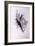 Fan-Tailed Cuckoo (Cacomantis Flabelliformis)-John Gould-Framed Giclee Print