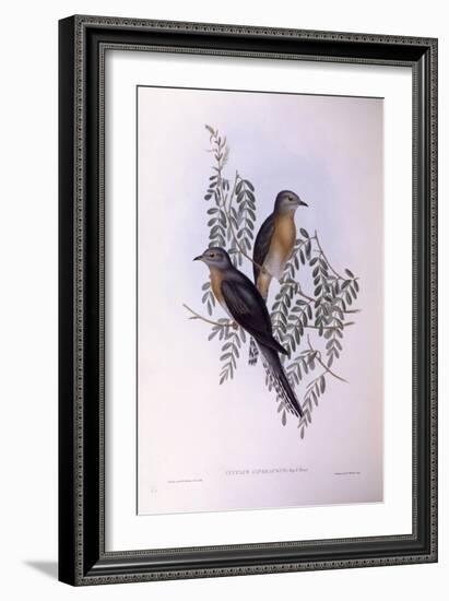 Fan-Tailed Cuckoo (Cacomantis Flabelliformis)-John Gould-Framed Giclee Print