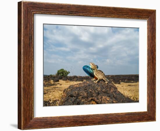 Fan-throated lizard (Sitana ponticeriana) male displaying. Chalkewadi, Maharashtra, India.-Sandesh Kadur-Framed Photographic Print