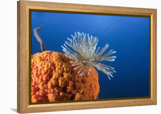 Fan Worm on Red Sponge-Reinhard Dirscherl-Framed Premier Image Canvas