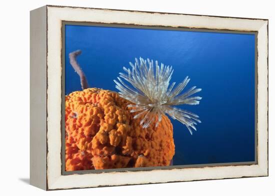 Fan Worm on Red Sponge-Reinhard Dirscherl-Framed Premier Image Canvas