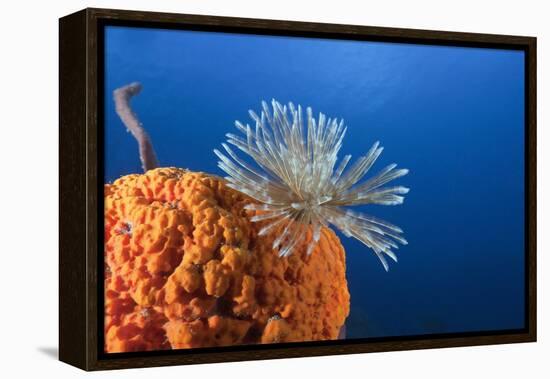 Fan Worm on Red Sponge-Reinhard Dirscherl-Framed Premier Image Canvas