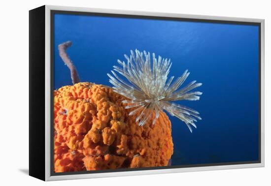 Fan Worm on Red Sponge-Reinhard Dirscherl-Framed Premier Image Canvas