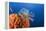 Fan Worm on Red Sponge-Reinhard Dirscherl-Framed Premier Image Canvas