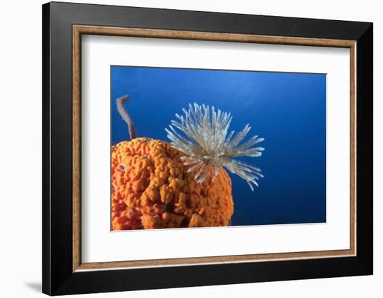 Fan Worm on Red Sponge-Reinhard Dirscherl-Framed Premium Photographic Print