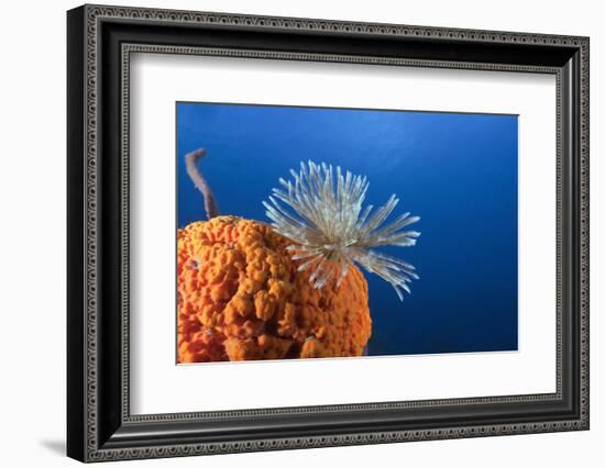 Fan Worm on Red Sponge-Reinhard Dirscherl-Framed Premium Photographic Print