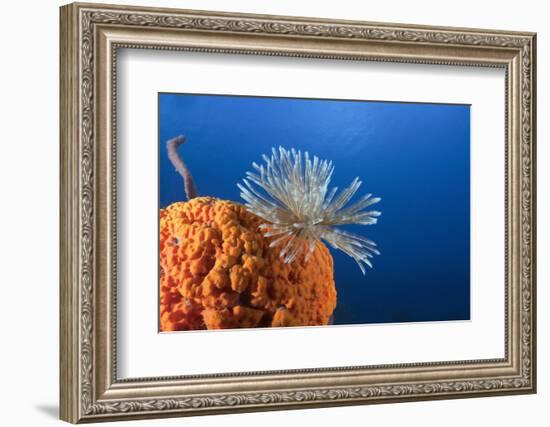 Fan Worm on Red Sponge-Reinhard Dirscherl-Framed Photographic Print