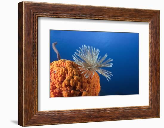 Fan Worm on Red Sponge-Reinhard Dirscherl-Framed Photographic Print