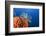 Fan Worm on Red Sponge-Reinhard Dirscherl-Framed Photographic Print