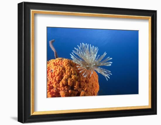 Fan Worm on Red Sponge-Reinhard Dirscherl-Framed Photographic Print