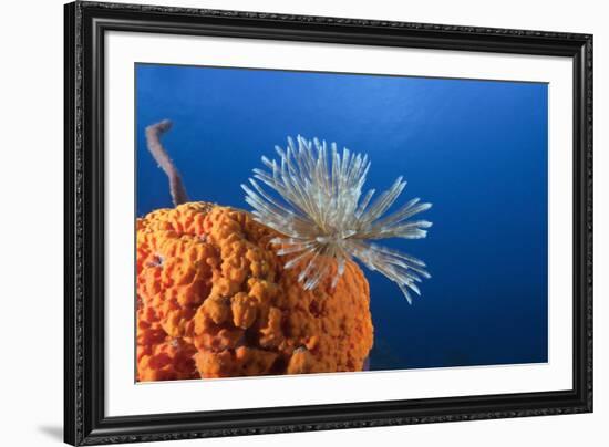 Fan Worm on Red Sponge-Reinhard Dirscherl-Framed Photographic Print