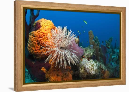 Fan Worm (Spirographis Spallanzanii) and Sponges on a Coral Reef-Reinhard Dirscherl-Framed Premier Image Canvas