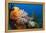 Fan Worm (Spirographis Spallanzanii) and Sponges on a Coral Reef-Reinhard Dirscherl-Framed Premier Image Canvas