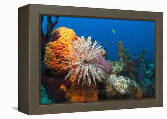 Fan Worm (Spirographis Spallanzanii) and Sponges on a Coral Reef-Reinhard Dirscherl-Framed Premier Image Canvas