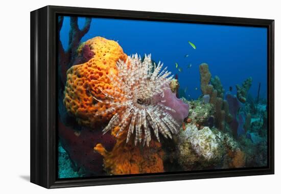 Fan Worm (Spirographis Spallanzanii) and Sponges on a Coral Reef-Reinhard Dirscherl-Framed Premier Image Canvas