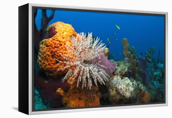 Fan Worm (Spirographis Spallanzanii) and Sponges on a Coral Reef-Reinhard Dirscherl-Framed Premier Image Canvas