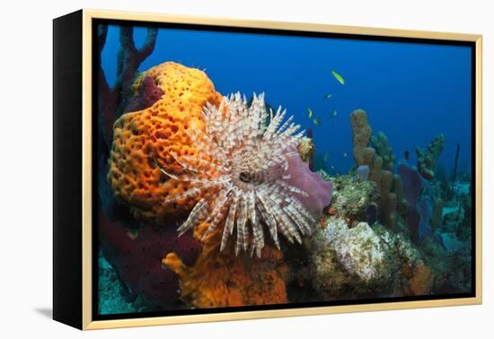 Fan Worm (Spirographis Spallanzanii) and Sponges on a Coral Reef-Reinhard Dirscherl-Framed Premier Image Canvas