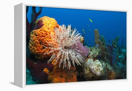 Fan Worm (Spirographis Spallanzanii) and Sponges on a Coral Reef-Reinhard Dirscherl-Framed Premier Image Canvas