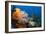 Fan Worm (Spirographis Spallanzanii) and Sponges on a Coral Reef-Reinhard Dirscherl-Framed Photographic Print