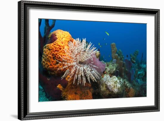 Fan Worm (Spirographis Spallanzanii) and Sponges on a Coral Reef-Reinhard Dirscherl-Framed Photographic Print