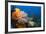 Fan Worm (Spirographis Spallanzanii) and Sponges on a Coral Reef-Reinhard Dirscherl-Framed Photographic Print