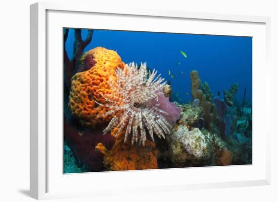 Fan Worm (Spirographis Spallanzanii) and Sponges on a Coral Reef-Reinhard Dirscherl-Framed Photographic Print