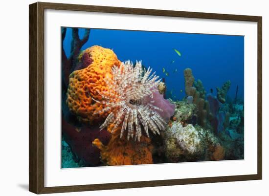 Fan Worm (Spirographis Spallanzanii) and Sponges on a Coral Reef-Reinhard Dirscherl-Framed Photographic Print