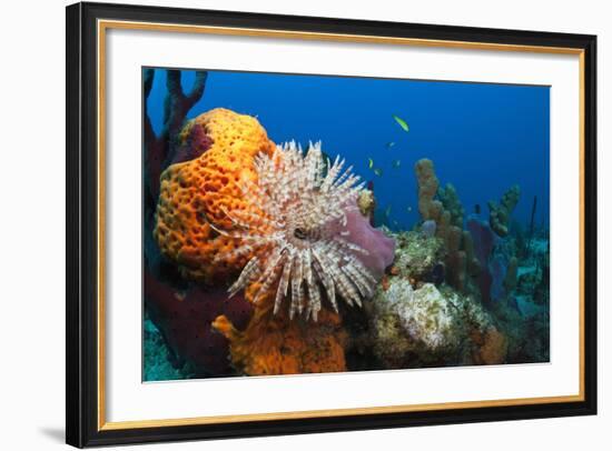 Fan Worm (Spirographis Spallanzanii) and Sponges on a Coral Reef-Reinhard Dirscherl-Framed Photographic Print