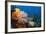 Fan Worm (Spirographis Spallanzanii) and Sponges on a Coral Reef-Reinhard Dirscherl-Framed Photographic Print