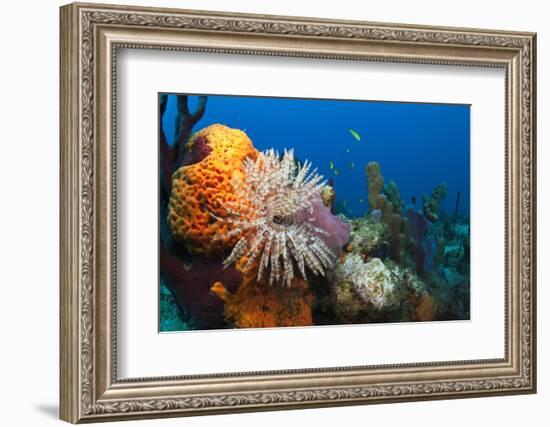 Fan Worm (Spirographis Spallanzanii) and Sponges on a Coral Reef-Reinhard Dirscherl-Framed Photographic Print