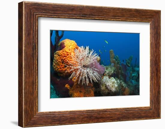 Fan Worm (Spirographis Spallanzanii) and Sponges on a Coral Reef-Reinhard Dirscherl-Framed Photographic Print