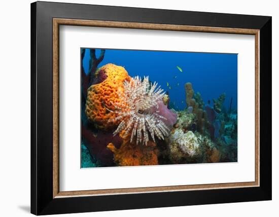 Fan Worm (Spirographis Spallanzanii) and Sponges on a Coral Reef-Reinhard Dirscherl-Framed Photographic Print