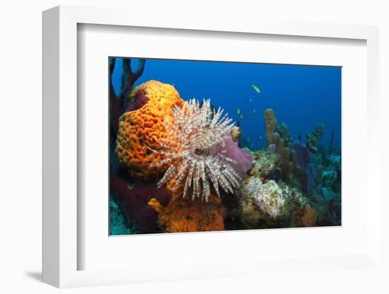 Fan Worm (Spirographis Spallanzanii) and Sponges on a Coral Reef-Reinhard Dirscherl-Framed Photographic Print