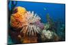 Fan Worm (Spirographis Spallanzanii) and Sponges on a Coral Reef-Reinhard Dirscherl-Mounted Photographic Print