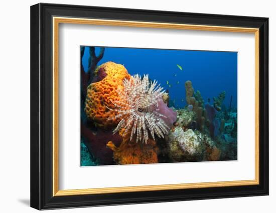 Fan Worm (Spirographis Spallanzanii) and Sponges on a Coral Reef-Reinhard Dirscherl-Framed Photographic Print