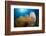 Fan Worm (Spirographis Spallanzanii), Tube Sponge, and Brain Coral on a Coral Reef-Reinhard Dirscherl-Framed Photographic Print