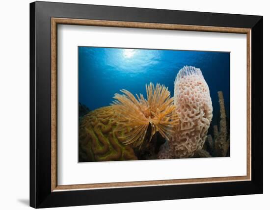 Fan Worm (Spirographis Spallanzanii), Tube Sponge, and Brain Coral on a Coral Reef-Reinhard Dirscherl-Framed Photographic Print