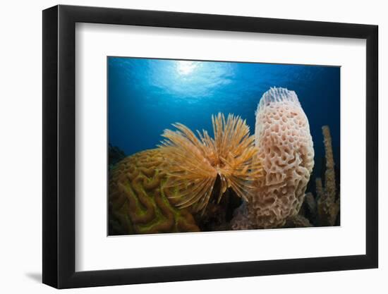 Fan Worm (Spirographis Spallanzanii), Tube Sponge, and Brain Coral on a Coral Reef-Reinhard Dirscherl-Framed Photographic Print