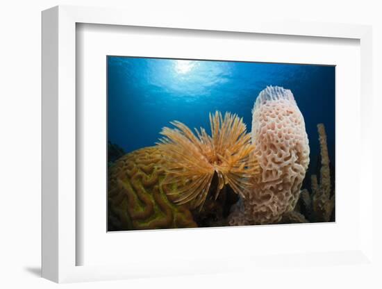 Fan Worm (Spirographis Spallanzanii), Tube Sponge, and Brain Coral on a Coral Reef-Reinhard Dirscherl-Framed Photographic Print