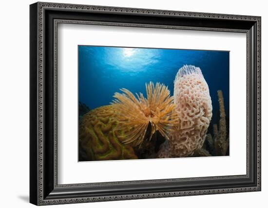 Fan Worm (Spirographis Spallanzanii), Tube Sponge, and Brain Coral on a Coral Reef-Reinhard Dirscherl-Framed Photographic Print