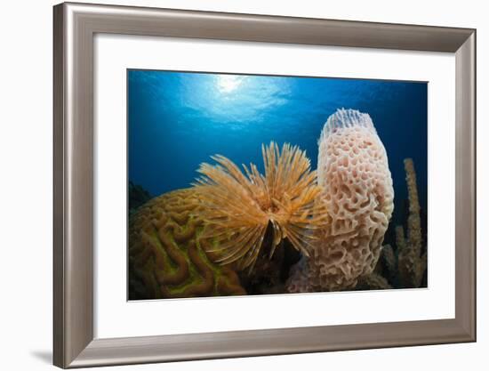 Fan Worm (Spirographis Spallanzanii), Tube Sponge, and Brain Coral on a Coral Reef-Reinhard Dirscherl-Framed Photographic Print