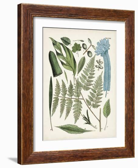 Fanciful Ferns IV-Unknown-Framed Art Print