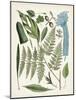 Fanciful Ferns IV-Unknown-Mounted Art Print