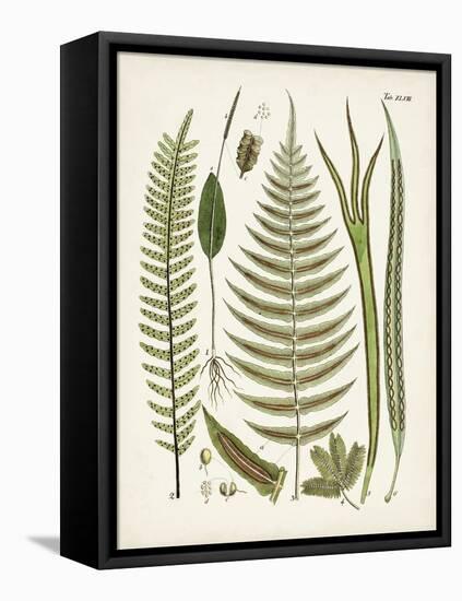 Fanciful Ferns V-Unknown-Framed Stretched Canvas