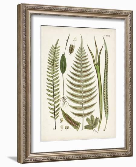 Fanciful Ferns V-Unknown-Framed Art Print