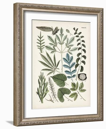 Fanciful Ferns VII-Unknown-Framed Art Print